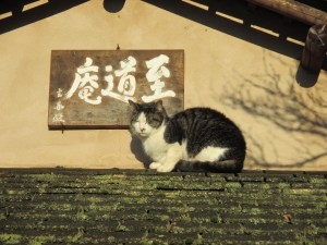 shi do an theehuis staf daems