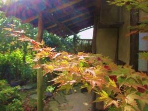 shi do an theehuis staf daems